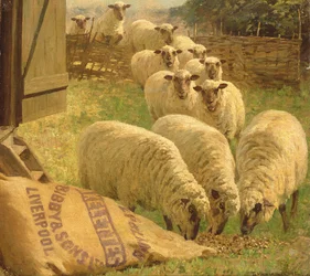 Ovejas alimentándose de una bolsa de grano volcada